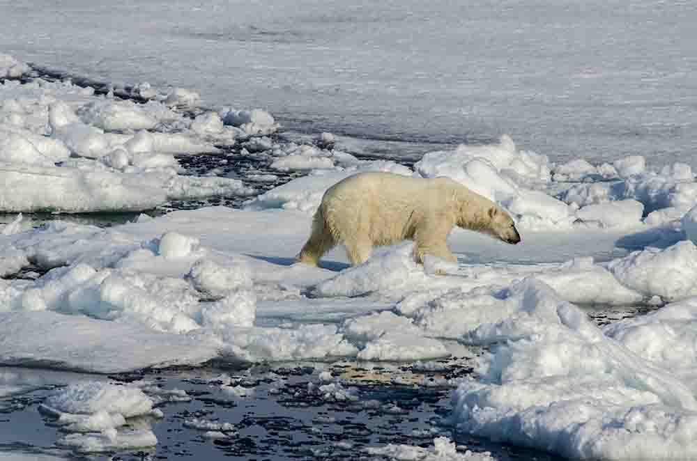 Oso Polar - islas Svalbard - Noruega 24.jpg